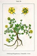 Potentilla verna